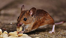 tree-injection-for-pest-control Experts in Federal Aviation Agency